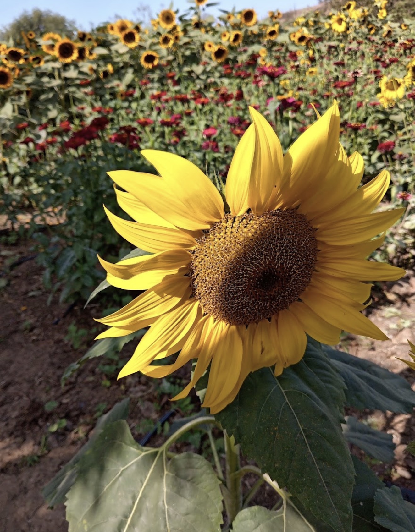 Girasol en primer plano con campo de flores al fondo