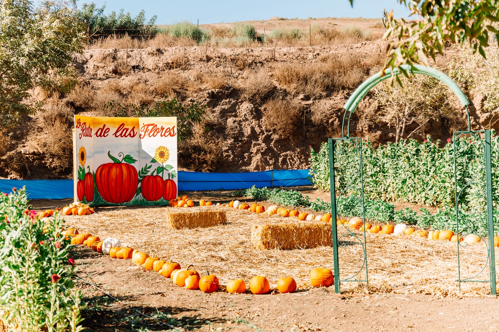 Escenario de calabazas y letrero pintado a mano