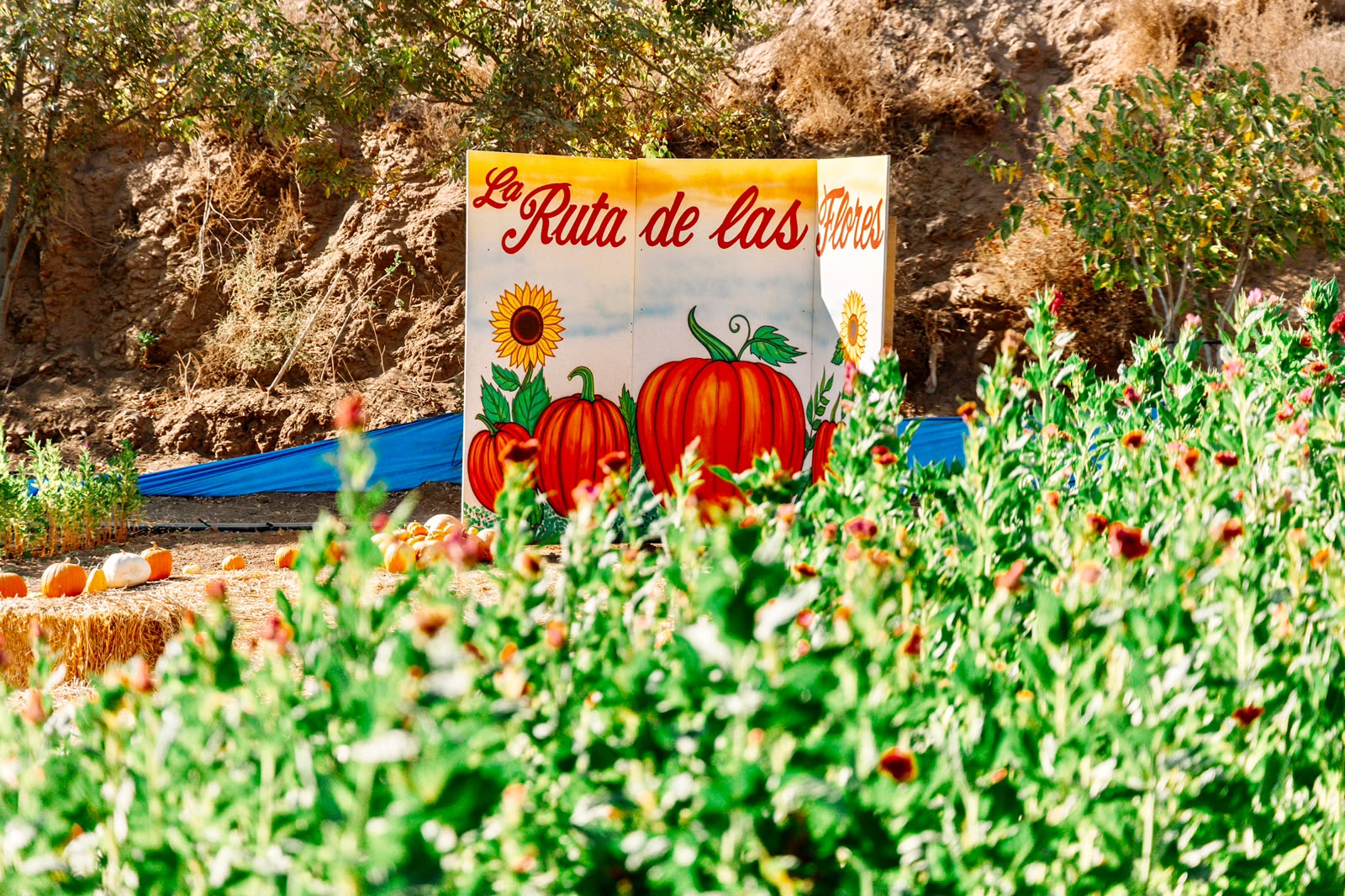 Letrero de la Ruta de las Flores entre flores y calabazas