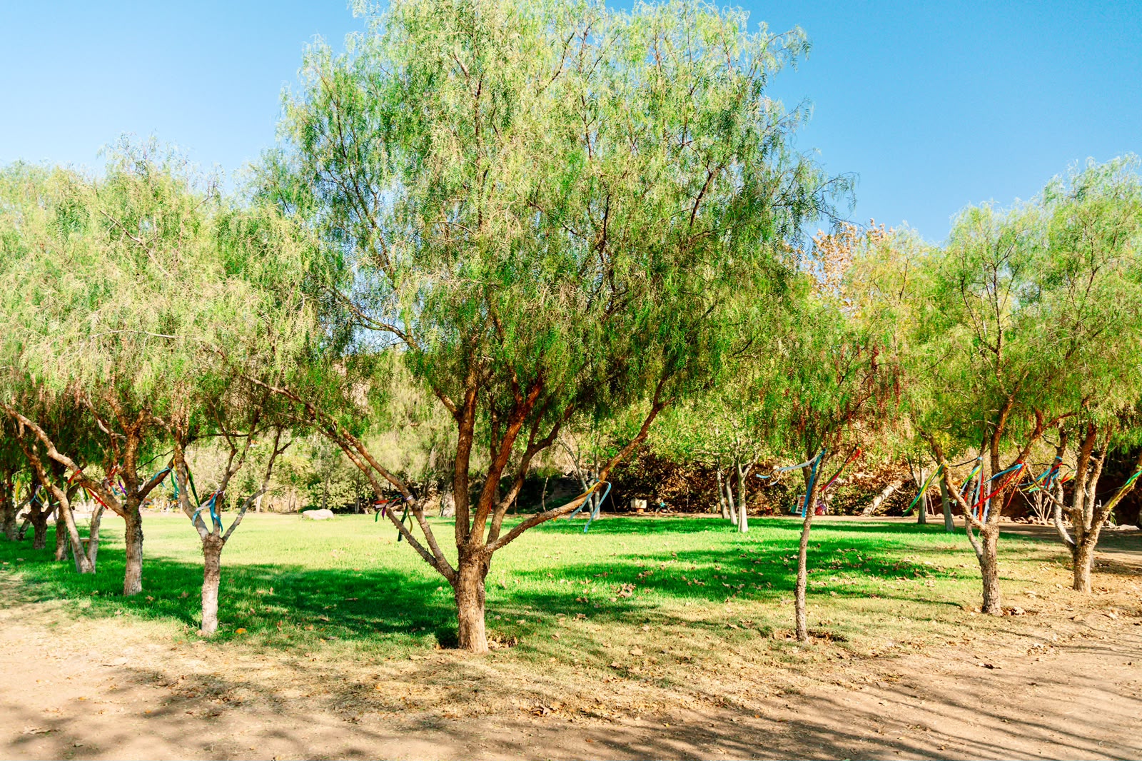 Jardín arbolado con césped verde