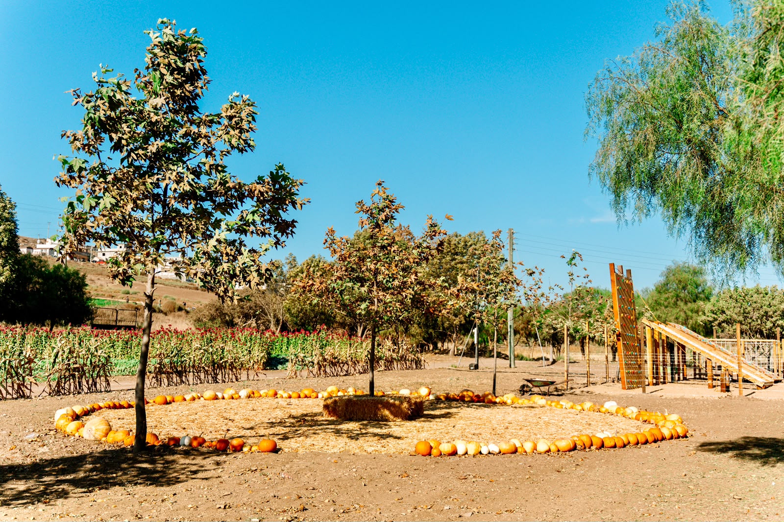 Decoración circular de calabazas bajo los árboles