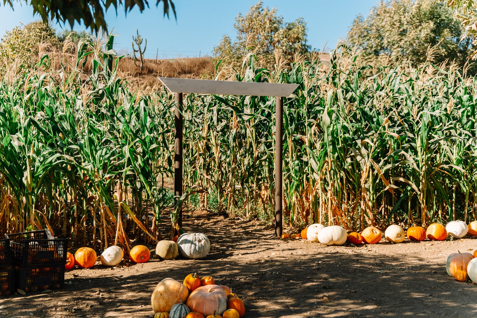 Maizal con calabazas de temporada