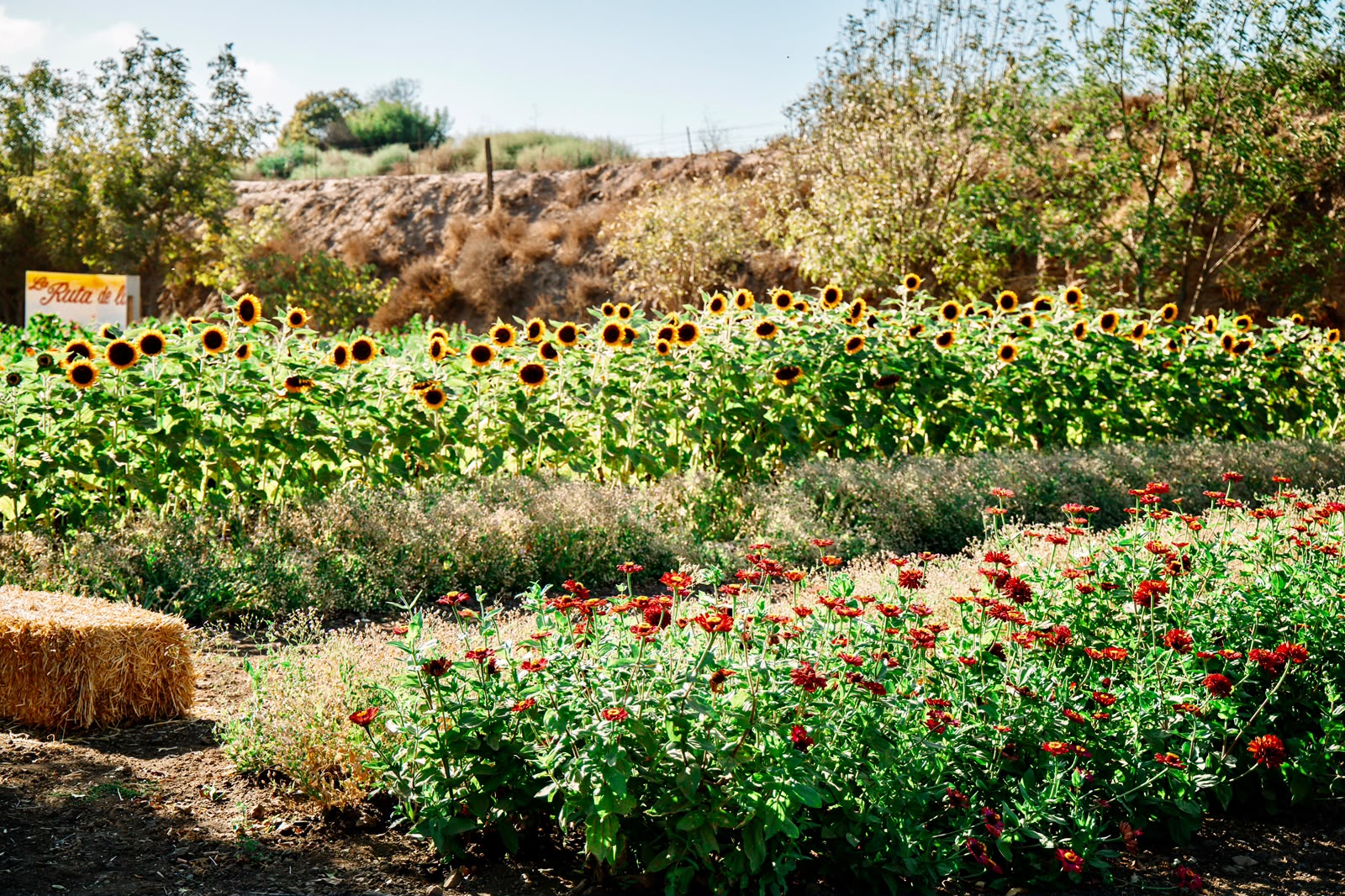 Campos de girasoles y flores rojas en el rancho